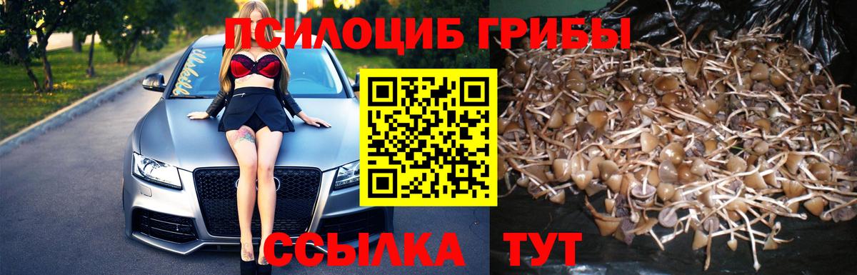 Корсаков  Псилоцибиновые грибы Psilocybine cubensis  Вход с VPN 